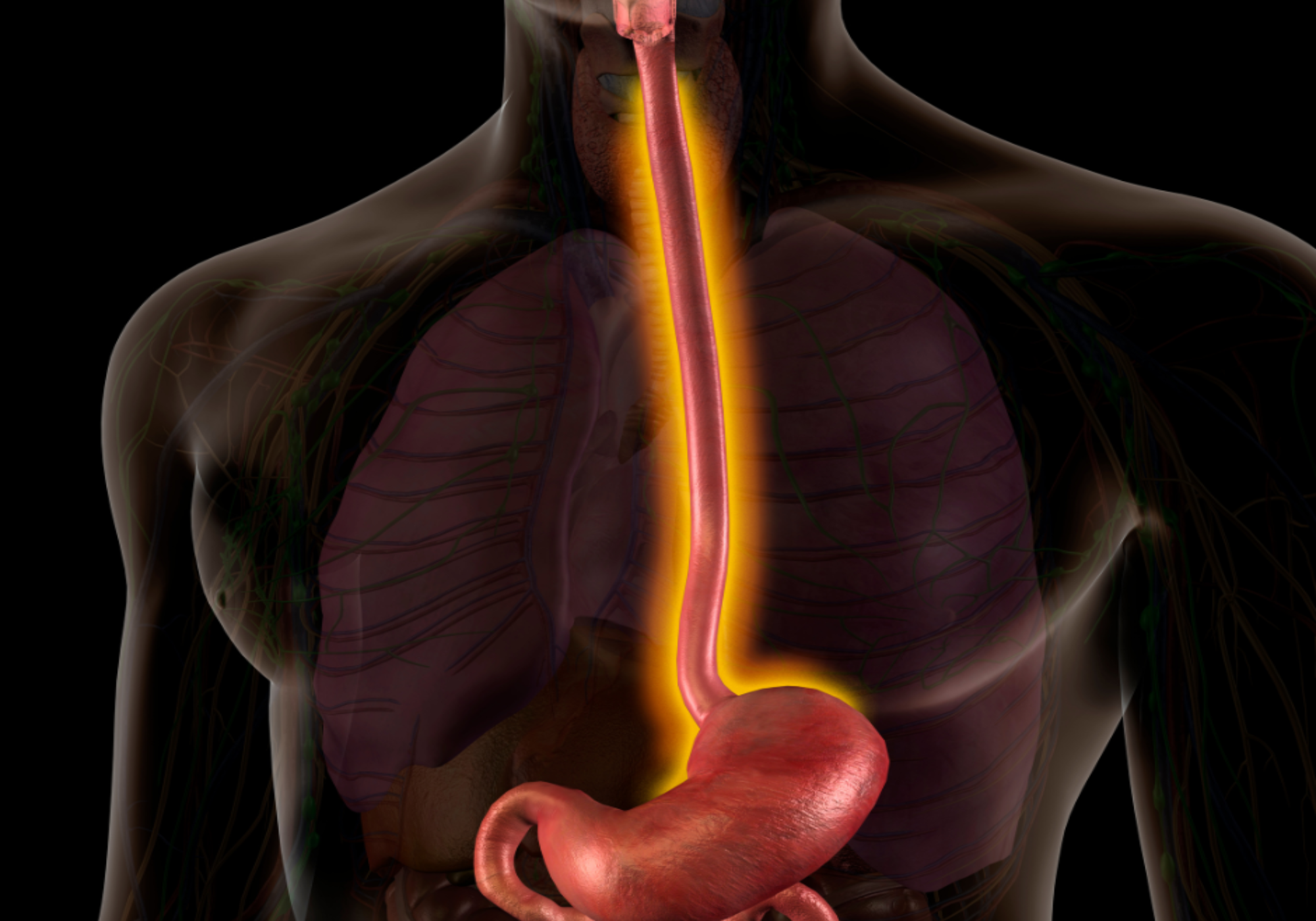 Speiseröhre schützen – So entlastest du sie bei Sodbrennen und Magensäureproblemen